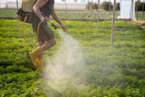 Wasp Removal Services in Denham Springs, LA