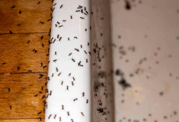 Best Termite Control Services  in Denham Springs, LA
